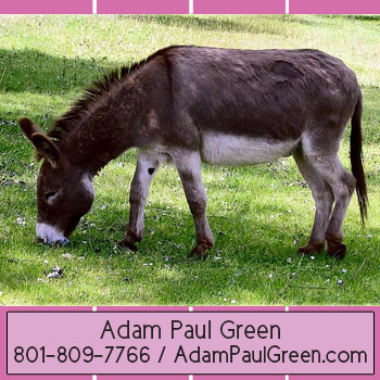 Adam Green notable store traineradampaulgreen.com